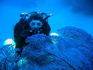 Yellowstone reef