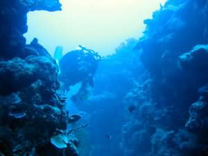 Yellowstone reef