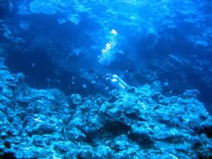 Yellowstone reef