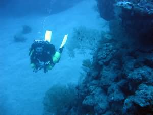 Yellowstone reef