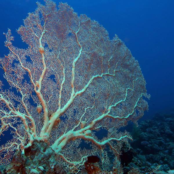 AWARE Coral Reef Conservation classroom only