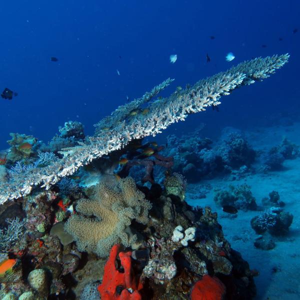 Reef Diver